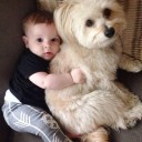 มีแมวเหมียว