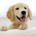 สมาชิกหมายเลข 2532308