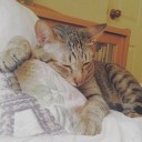 สมาชิกหมายเลข 3377035