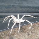 แมงมุมขาว สดใส