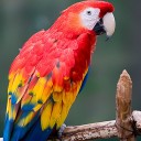 สมาชิกหมายเลข 2532392