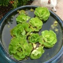 สมาชิกหมายเลข 2402728