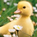 ลูกเป็ดสีเหลืองอ่อน