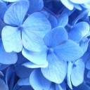 ดอกไฮเดรนเยียสีม่วง