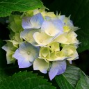 ขวัญใจนายหัว