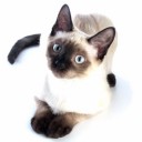 เจ้าแม่เท้าไฟแห่งตานี