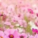 สมาชิกหมายเลข 1884264