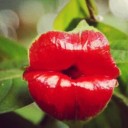 สมาชิกหมายเลข 1297352