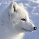 สมาชิกหมายเลข 2536036