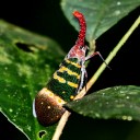 สมาชิกหมายเลข 736203