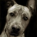 หมาโอ๊ย