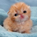 แมวน้อยสีส้ม