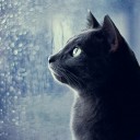 สายฝนกลางลมหนาว