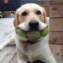 สมาชิกหมายเลข 900545