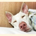 สมาชิกหมายเลข 1728886