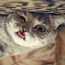 สมาชิกหมายเลข 2940054