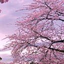 สมาชิกหมายเลข 2942357