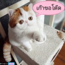 สมาชิกหมายเลข 3386301