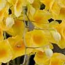 เอื้องผึ้งจันผา