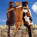 สมาชิกหมายเลข 1686259