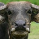 สมาชิกหมายเลข 3387185