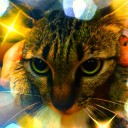 Josephine est le Chat