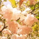 สมาชิกหมายเลข 1302756