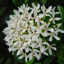 ดอกไม้มีพิษมักสีขาว