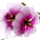 สมาชิกหมายเลข 2148743