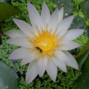 สมาชิกหมายเลข 905402