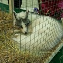 สมาชิกหมายเลข 2267756