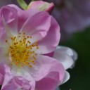 สมาชิกหมายเลข 906135