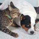 สมาชิกหมายเลข 3390753