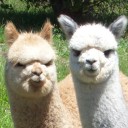 สมาชิกหมายเลข 1305626