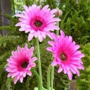 สมาชิกหมายเลข 2121190