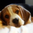 สมาชิกหมายเลข 1246965