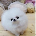 สมาชิกหมายเลข 1135231