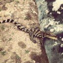 ลูกแม่กบ