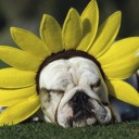 สมาชิกหมายเลข 908366