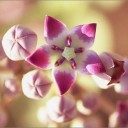 สมาชิกหมายเลข 1737069