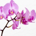 สมาชิกหมายเลข 3393545