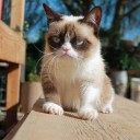 สมาชิกหมายเลข 908869