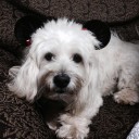 นกกระจอกจะออกจากรัง