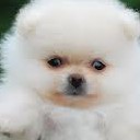 สมาชิกหมายเลข 1572927