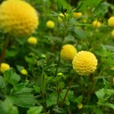 ลองใช้ชื่อนี้ดู