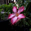 สมาชิกหมายเลข 3393830