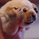 ชอบกินราเม็ง