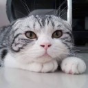 สมาชิกหมายเลข 1335932