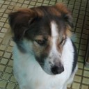 แข้งทอง