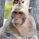 สมาชิกหมายเลข 897774